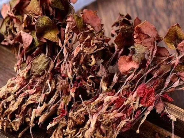 Anoectochilus Roxburghii Triomaithe Sárghrád ag Teacht go Margaí Speisialtachta