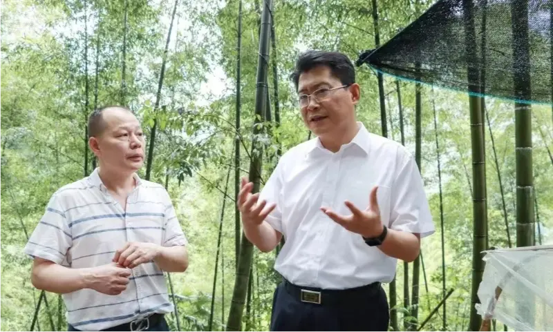 Déanann Liu Shuo, Rúnaí Choiste Pháirtí Bardasach Pingxiang, iniúchadh ar bhunús plandála Anoectochilus