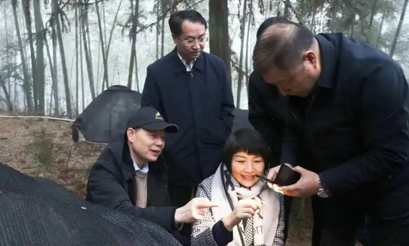 Déanann Lu Xiaoqing, iar-Chathaoirleach Jiangzhong Cógaisíochta agus Ball Reatha de Bhuanchoiste Choiste Páirtí Cúige Jiangxi & Stiúrthóir na Roinne Poiblíochta, Iniúchadh ar Ár mBonn Plandála