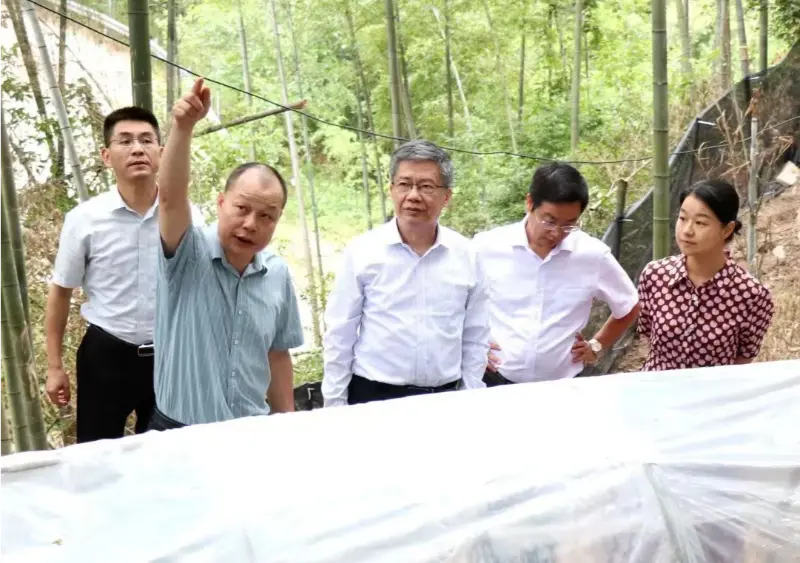 Tá Liu Hongning, Déan Ard-Institiúid Taighde Ollscoil Jiangxi um Leigheas Sínis Traidisiúnta agus iar-Rúnaí Páirtí na hollscoile, i gceannas ar an ngrúpa saineolaithe cúige um athchóiriú cuimsitheach ar leigheas traidisiúnta na Síne i Jiangxi chun taighde a dhéanamh ar ár mbonn Anoectochilus